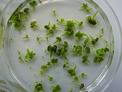 Bretagne biotechnologie végétale